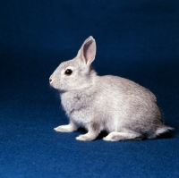 Picture of netherland dwarf rabbit in studio