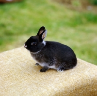 Picture of netherland dwarf rabbit on a table