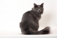 Picture of Neutered Nebelung, back view