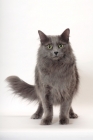 Picture of Neutered Nebelung, front view, standing on white background