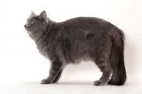 Picture of Neutered Nebelung, side view, on white background