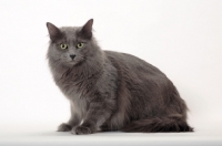 Picture of Neutered Nebelung, sitting on white background