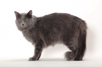 Picture of Neutered Nebelung, standing on white background, side view