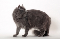 Picture of Neutered Nebelung, turning
