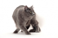 Picture of Neutered Nebelung, walking on white background