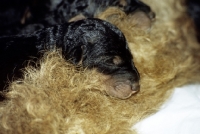 Picture of new born airedale puppy