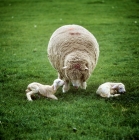 Picture of new born lambs with ewe, mixed breed commercial sheep