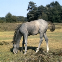 Picture of new forest foal  in the new forest