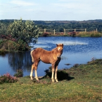 Picture of new forest foal beside a lake in the new forest