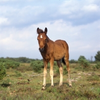 Picture of new forest foal in the new forest