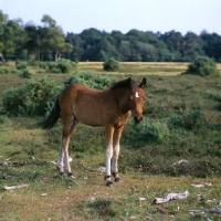 Picture of new forest foal in the new forest