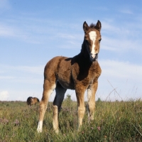 Picture of new forest foal in the new forest