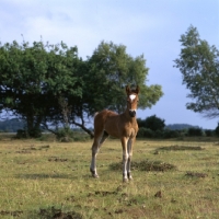 Picture of new forest foal looking at camera