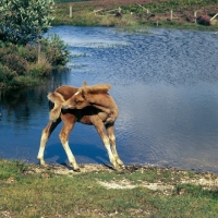 Picture of new forest foal nibbling its tail beside lake in the new forest 