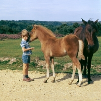 Picture of new forest foal nuzzles a young boy in the new forest