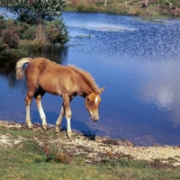 Picture of new forest foal on the banks of a lake in the new forest
