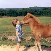 Picture of new forest foal snuffling young boy in the forest