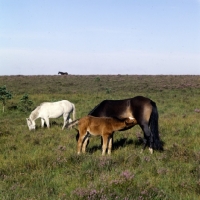 Picture of new forest foal suckling with old mare behind