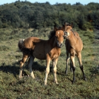 Picture of new forest foals in the new forest