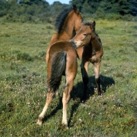 Picture of new forest foals mutual grooming in the new forest