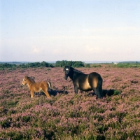 Picture of new forest mare and foal  in heather in the new forest