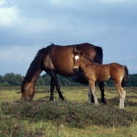 Picture of new forest mare and foal  in the new forest