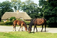 Picture of new forest mare and foal grazing at the roadside in the forest