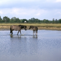Picture of new forest mare and foal in a stretch of water in the new forest