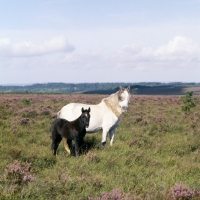Picture of new forest mare and foal in heather in the new forest