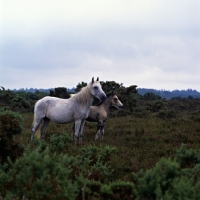 Picture of new forest mare and foal in the 