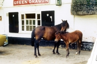 Picture of new forest mare and foal outside pub in the forest