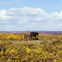 Picture of new forest mare and foal walking away among gorse bushes in the new forest