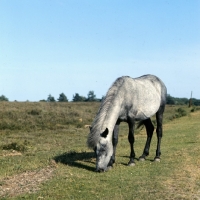 Picture of new forest mare grazing on sparce grass in the new forest