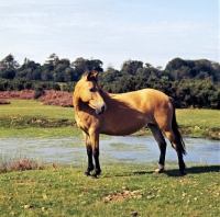 Picture of new forest mare in the new forest 