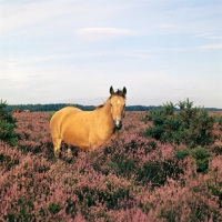 Picture of new forest mare in the new forest standing in heather