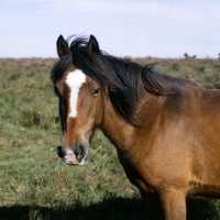 Picture of new forest mare in the new forest