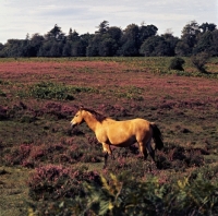 Picture of new forest mare in the new forest
