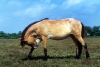 Picture of new forest mare rubbing head on leg