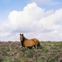 Picture of new forest mare standing in heather in the new forest