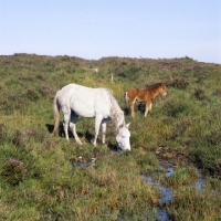 Picture of new forest pony,  grey mare and her foal in the forest 