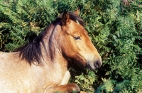 Picture of new forest pony amongst bracken in the forest