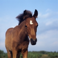 Picture of new forest pony foal head study