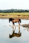 Picture of new forest pony foal walking in water in the forest