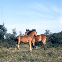 Picture of new forest pony foals mutual grooming in the forest
