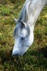 Picture of new forest pony grazing heather and plants in new forest