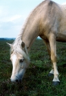 Picture of new forest pony grazing heather and plants in new forest
