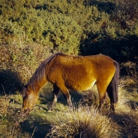 Picture of new forest pony grazing in winter