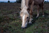 Picture of new forest pony grazing on heather and other plants in the new forest