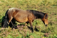 Picture of new forest pony in the new forest