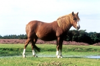 Picture of new forest pony in the new forest